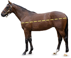 Measurement of body length