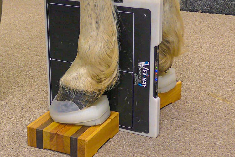 Equine Hoof Care Teams at Work