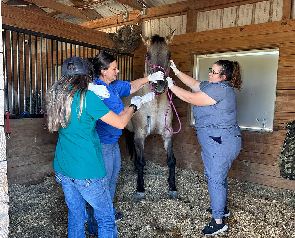Veterinarians can confirm strangles diagnosis by testing samples collected via nasopharyngeal wash.