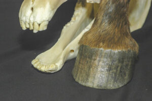 Hellhole Mare's hoof