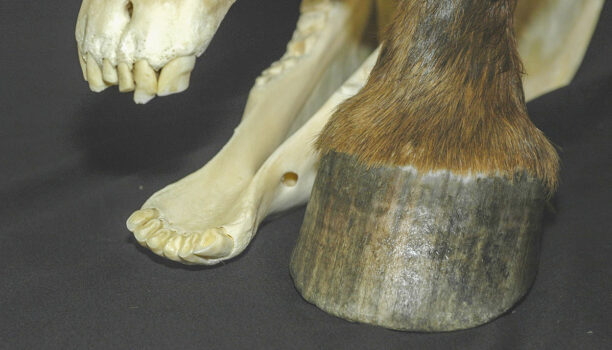 Hellhole Mare's hoof
