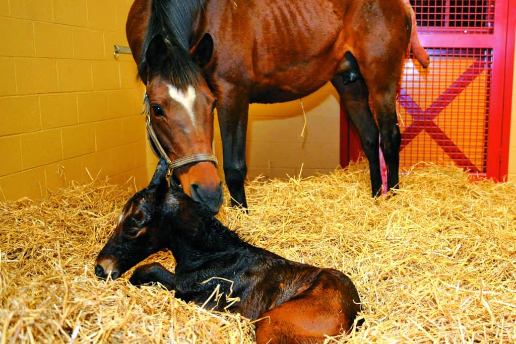 mare and newborn foal in stall
