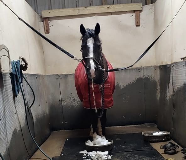 Squash’s owner iced her feet regularly as part of the treatment for laminitis.
