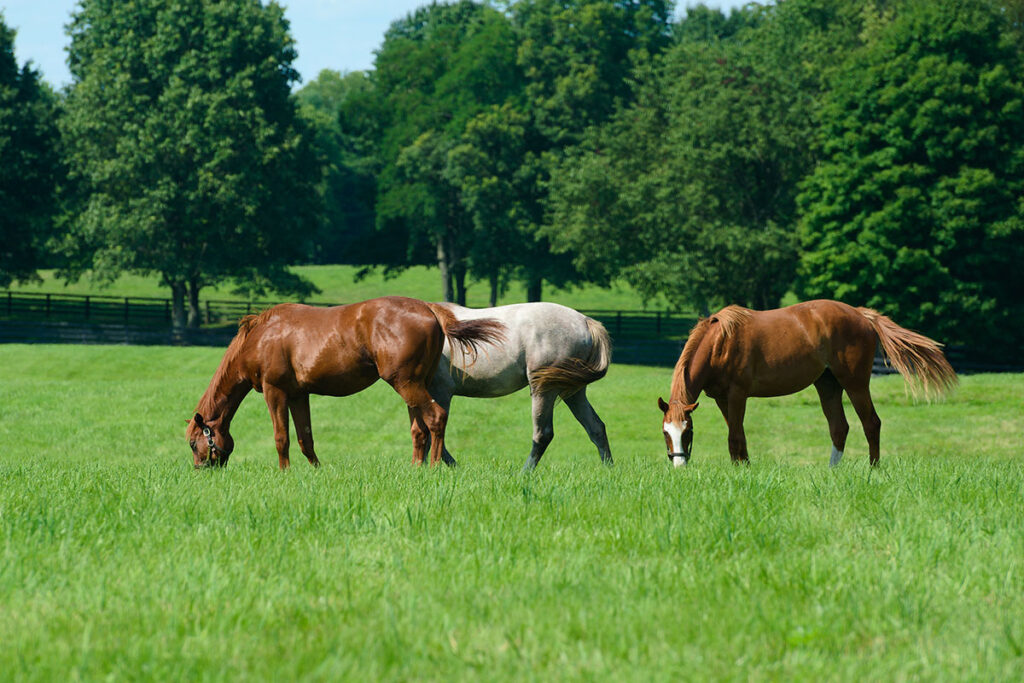 3 horses grazing in lush, green pasture