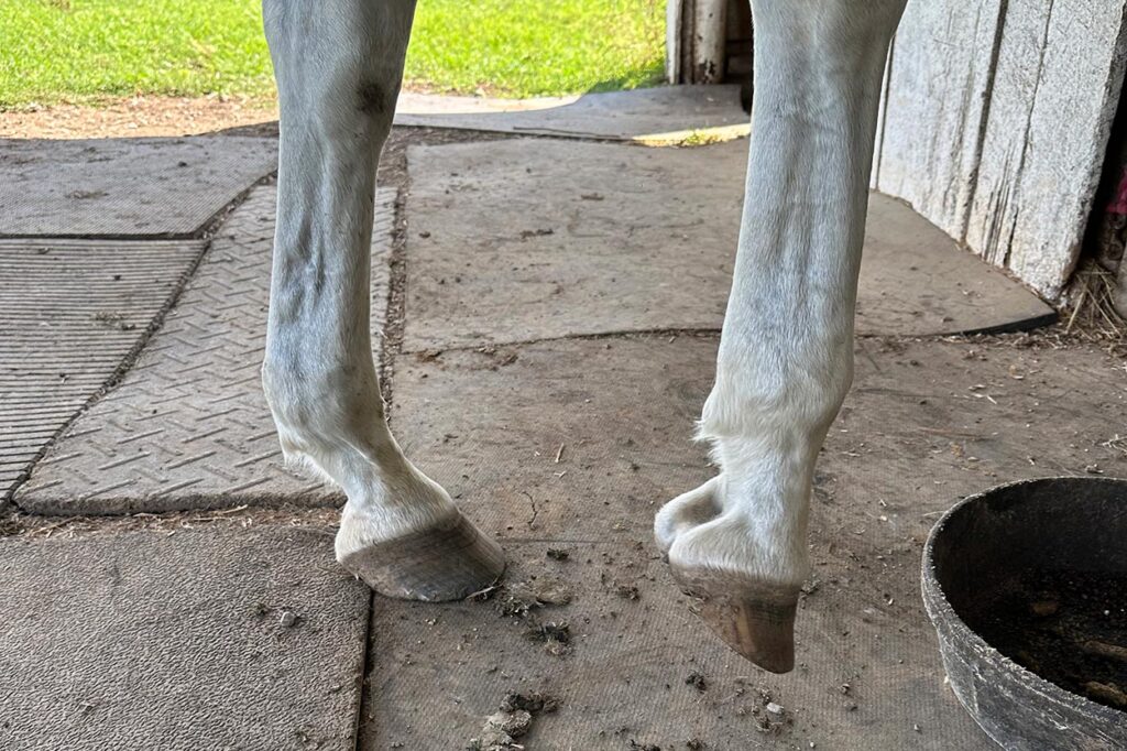 Horse that is 3-legged lame