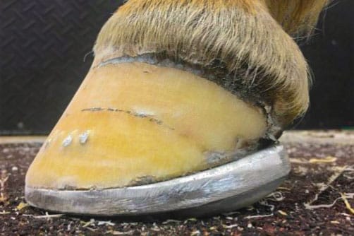 Equine Hoof Care Teams at Work