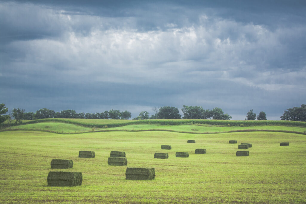 square bales of hay in field