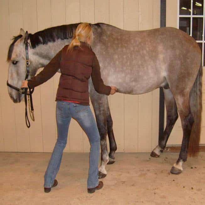 checking horse's abdominal lift