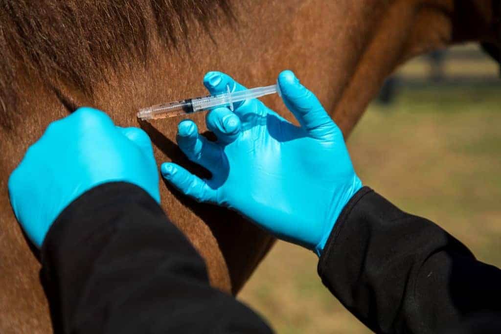 Administering Vaccine; vaccines for show horses