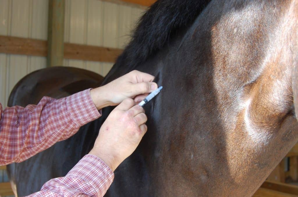 how to protect your horse from equine influenza; Massachusetts Horse Owners Urged to Vaccinate