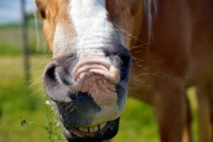 horse sneezing
