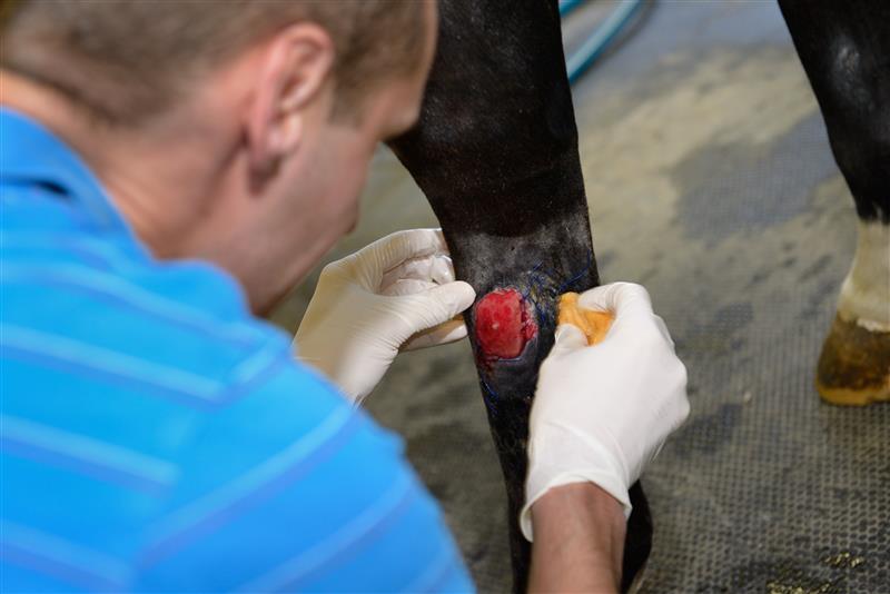 wound on horse's leg