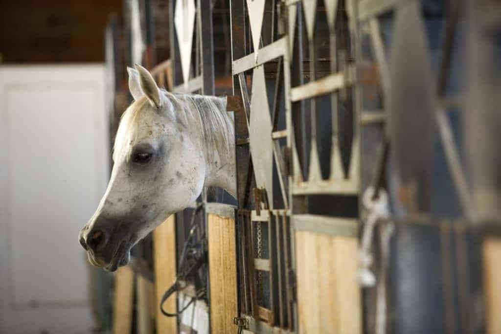 What to Do if a Horse Tests Positive for Salmonella; Consequences of Stall Confinement
