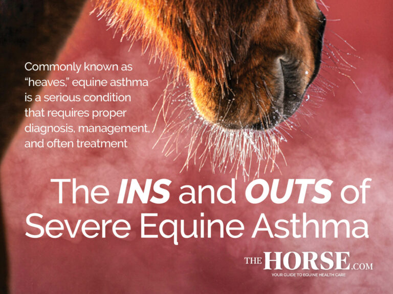 The Ins and Outs of Severe Equine Asthma