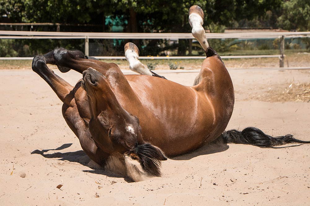 bay colicky horse rolling in sandy paddock