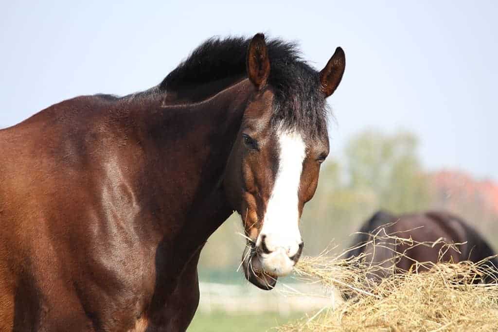 Colic Risk and Late-Cut Hay