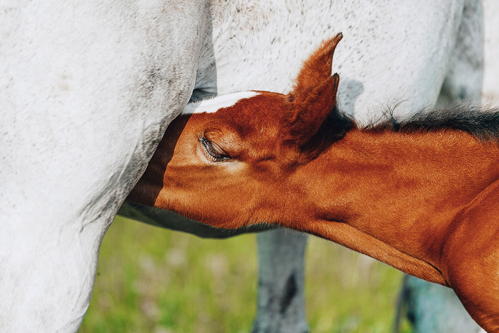 bay foal nursing
