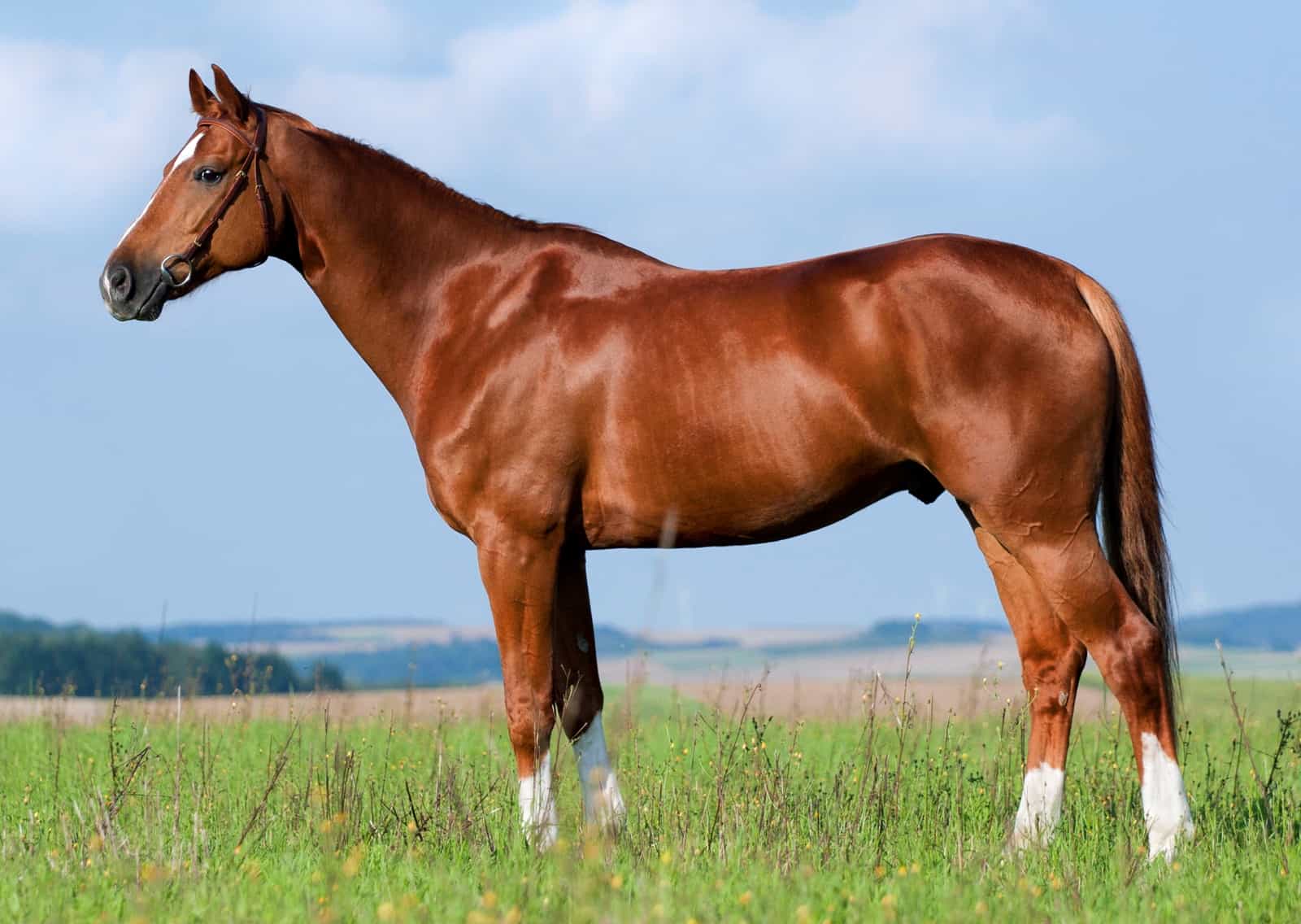 Horse Topline Building Tips