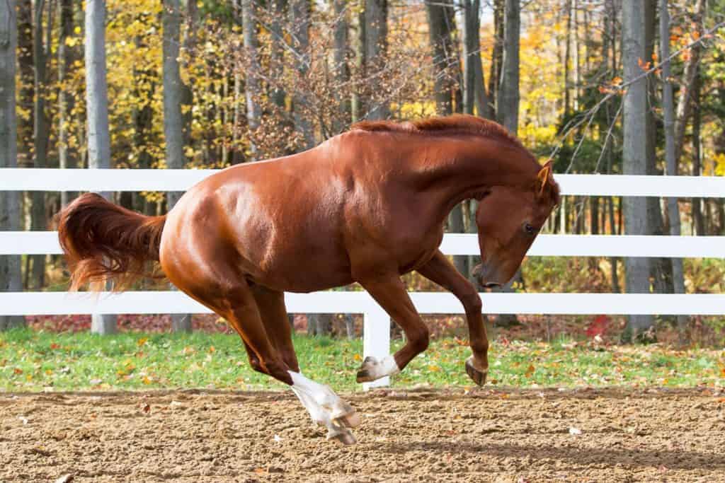 chestnut horse playing and bucking in paddock