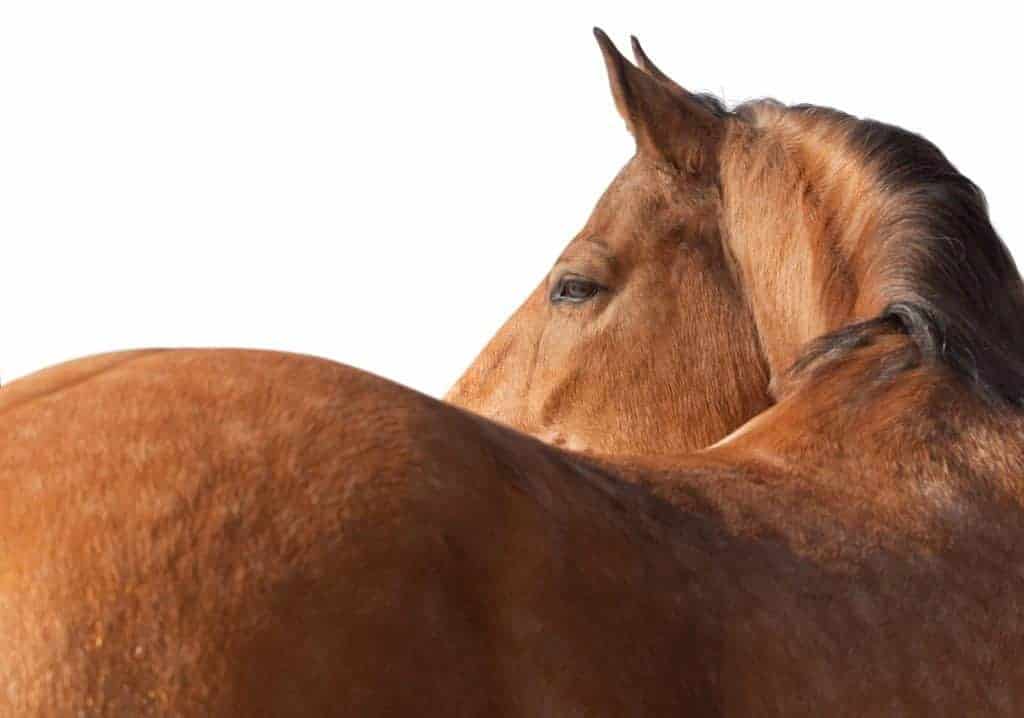 Will Whey Protein Improve My Horse's Topline?
