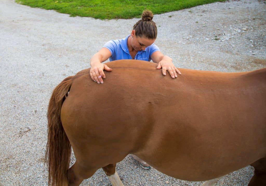 horse pulling back; si injuries in horses; Poll Recap: Complementary Therapies