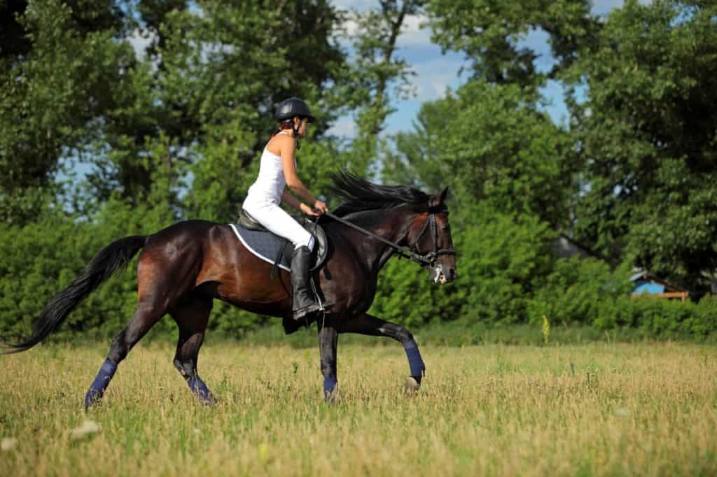 Poll Recap: Public or Private Lands for Horseback Riding?