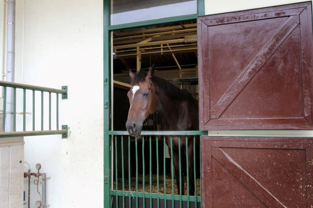 British Researchers Seeking to Improve Horse Welfare