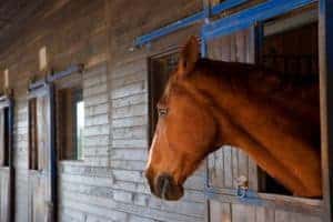 Depressed/Sick Horse in Stall