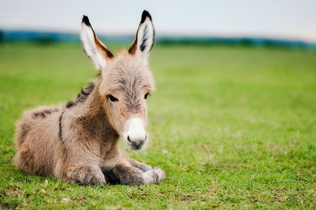 donkey