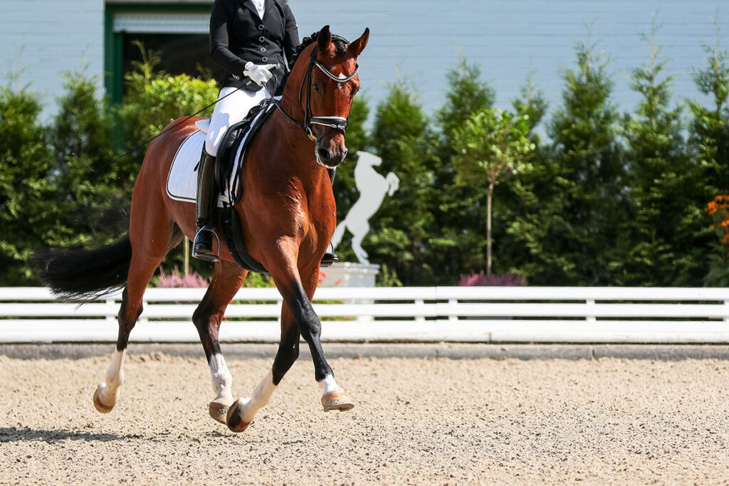 dressage horse in arena