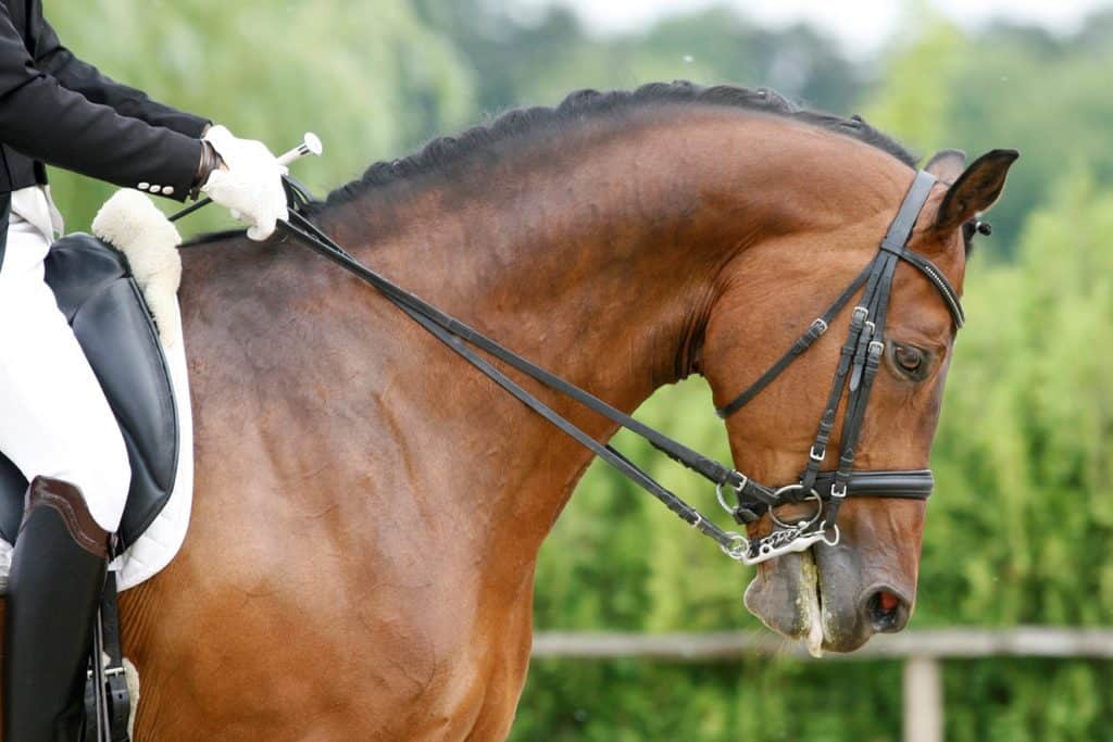 cranial nuchal bursitis; How Horse Genetics Relate to Equestrian Disciplines