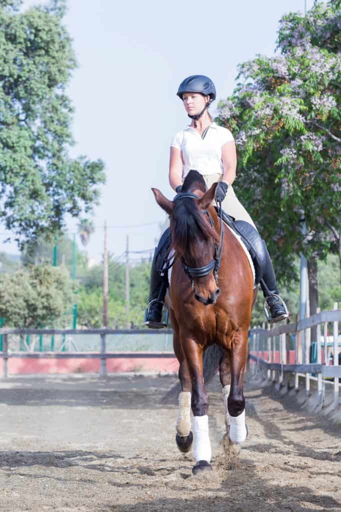 prepurchase exams for upper level sport horses; can my horse read my thoughts; FEI Joins Other Stakeholders in Concussion Conference
