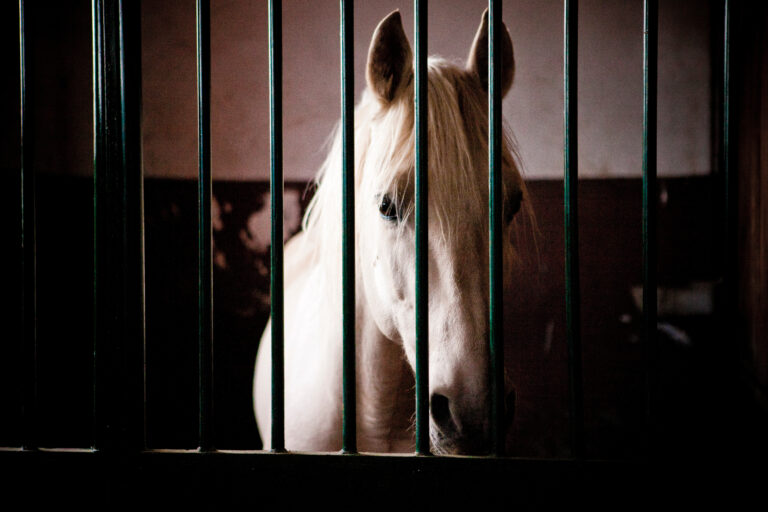 horse in stable