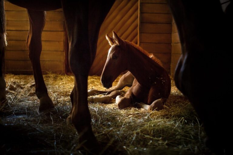 EDCC Unbranded Foal