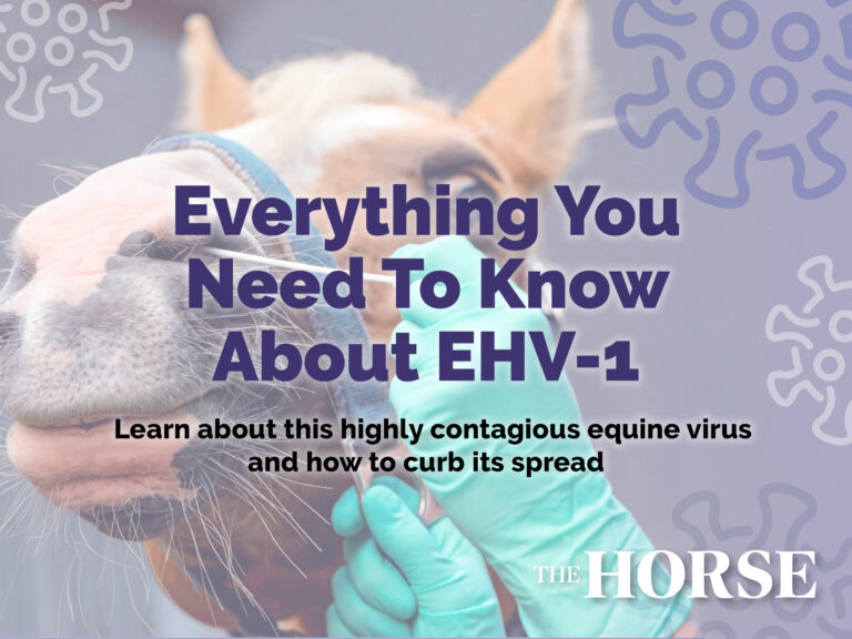 Everything You Need to Know About EHV-1