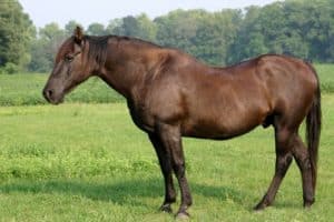 Identifying and Managing Equine Metabolic Syndrome (EMS); diagnosing insulin dysregulation in horses; EMS Horse; top podcasts of 2018