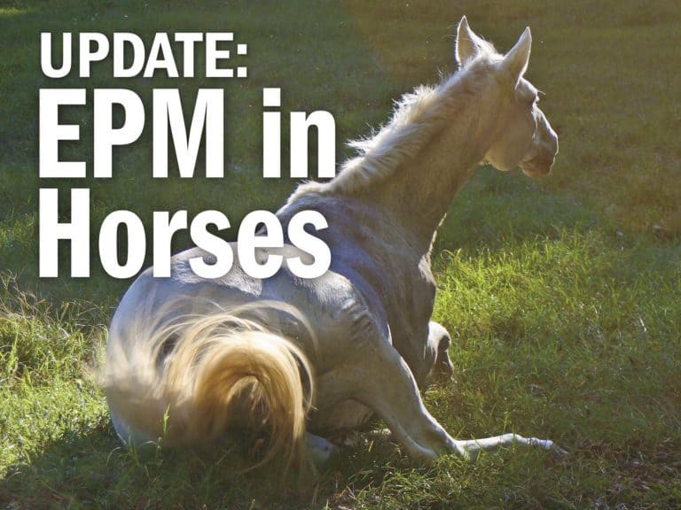 Update: EPM in Horses