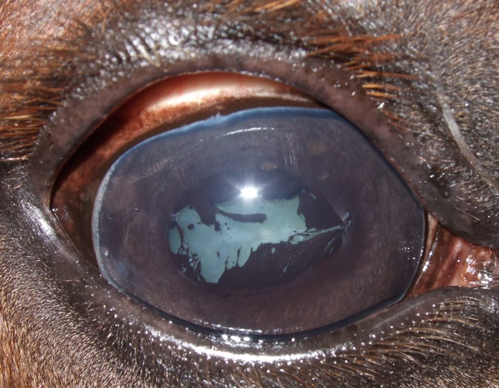 Equine Recurrent Uveitis