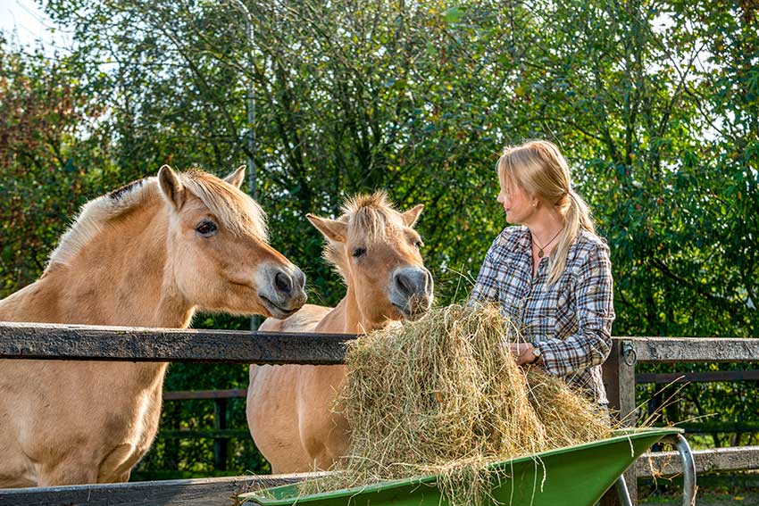 Woman feeding hay to fjords