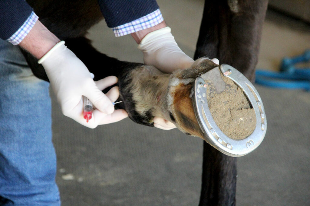 fetlock injection, orthobiologics