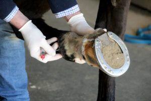 fetlock injection, orthobiologics