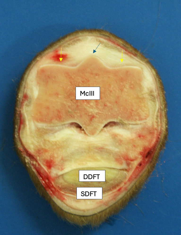 equine fetlock anatomy