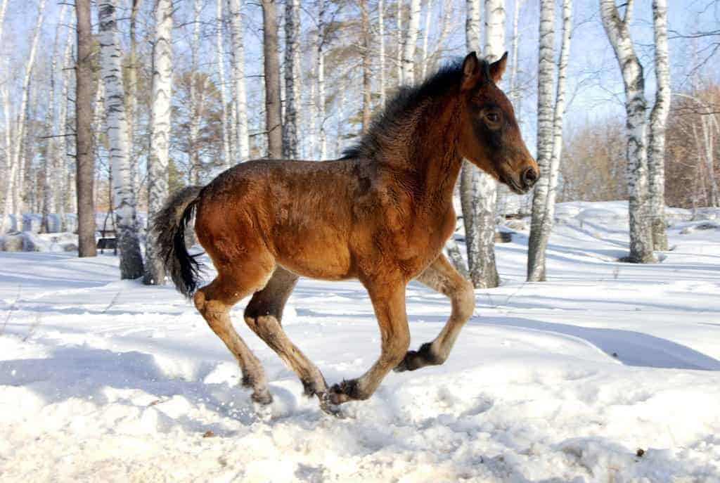 orphan foal behavior; UK to Host 2018 Equine Showcase