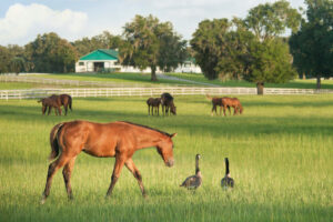 horses and foal in field with geese