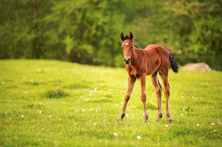 young foal standing in pasture