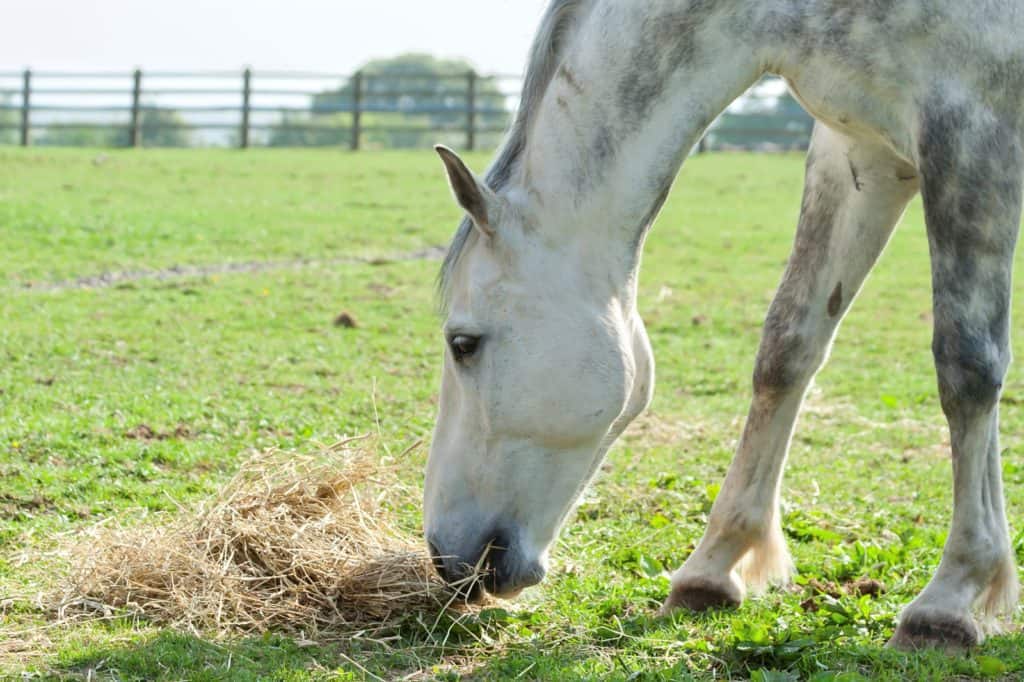 Mineral Nutrition and the Equine Athlete