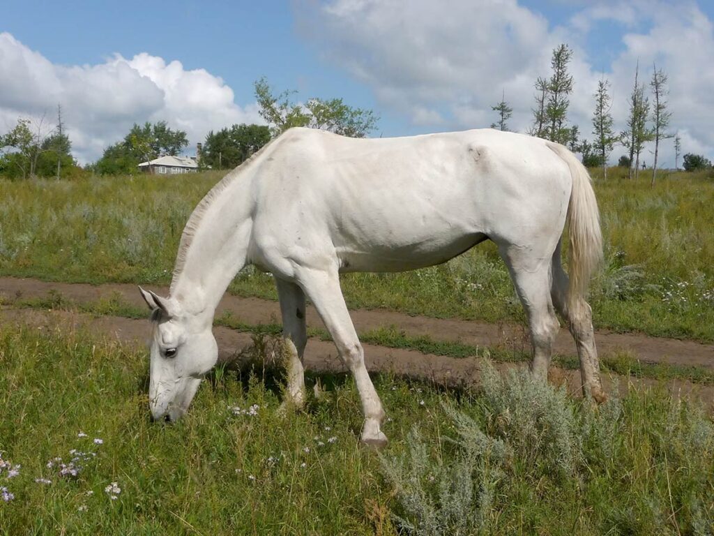 gray senior horse grazing in field, thin