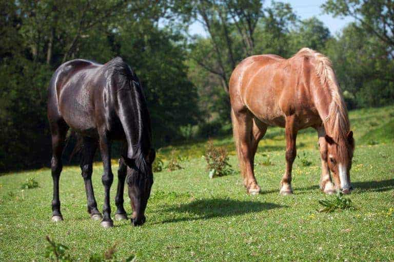Grazing Horses