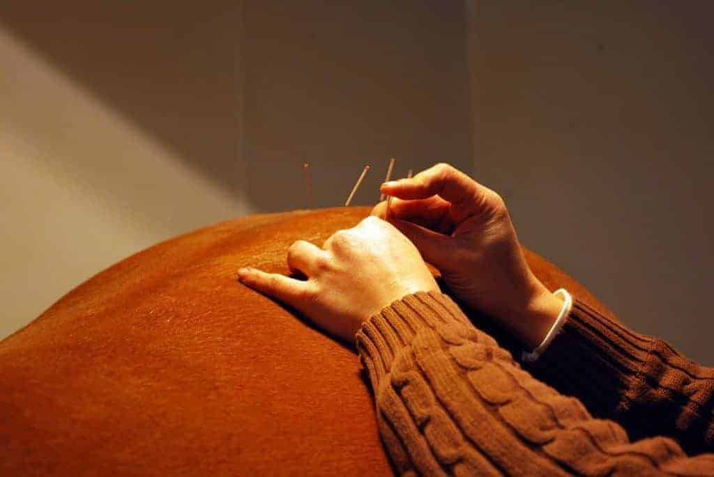 Equine Acupuncture