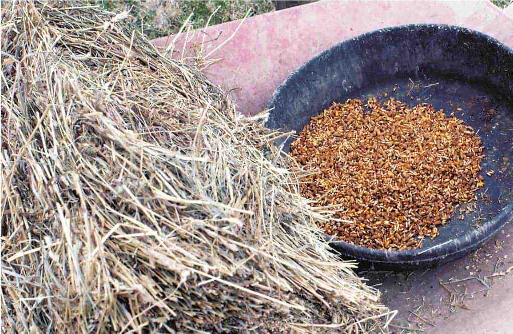 Formulating Equine Diets